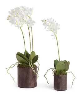Set Of 2 Dendrobium Drops