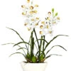 Cymbidium Home