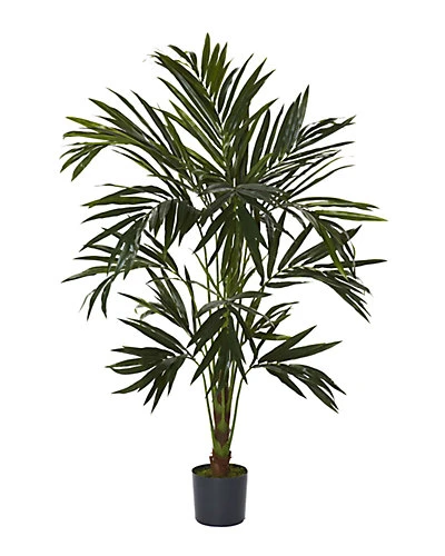 6ft Kentia Silk Tree Home 1 6ft Kentia Silk Tree Home