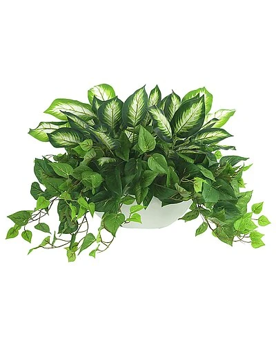 Outdoor Philo And Dieffenbachia Bush Home 1 Outdoor Philo And Dieffenbachia Bush Home