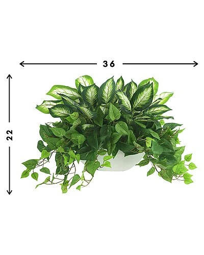 Outdoor Philo And Dieffenbachia Bush Home 2 Outdoor Philo And Dieffenbachia Bush Home - Image 2