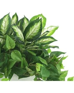 Outdoor Philo And Dieffenbachia Bush Home 6 Outdoor Philo And Dieffenbachia Bush Home -Home Furnishing Store 3050644836 RLLD 3
