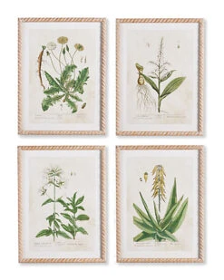 Set Of 4 Vintage Botanical Study Prints