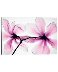 ICanvas Magnolias II By Hong Pham Wall Art Home