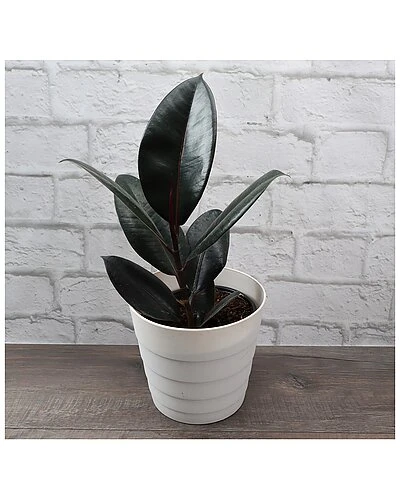 Rubber Plant, Contemporary White Pot Home 1 Rubber Plant, Contemporary White Pot Home